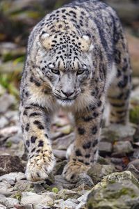 Preview wallpaper irbis, predator, animal, big cat