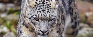 Preview wallpaper irbis, predator, animal, big cat