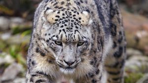 Preview wallpaper irbis, predator, animal, big cat