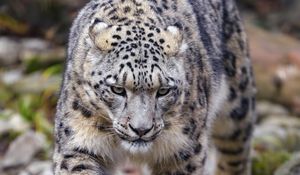 Preview wallpaper irbis, predator, animal, big cat