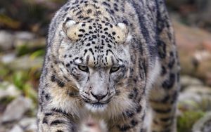 Preview wallpaper irbis, predator, animal, big cat