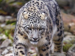 Preview wallpaper irbis, predator, animal, big cat