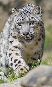 Preview wallpaper irbis, predator, big cat, grass, animal