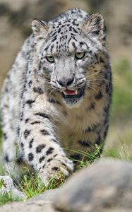 Preview wallpaper irbis, predator, big cat, grass, animal