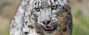 Preview wallpaper irbis, predator, big cat, grass, animal