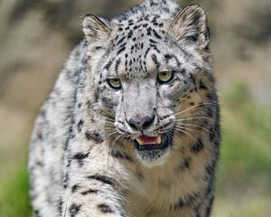 Preview wallpaper irbis, predator, big cat, grass, animal