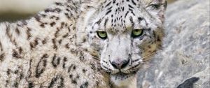 Preview wallpaper irbis, predator, big cat, stone, fluffy