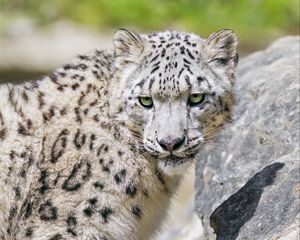 Preview wallpaper irbis, predator, big cat, stone, fluffy