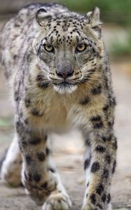 Preview wallpaper irbis, predator, big cat, wild, animal