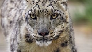 Preview wallpaper irbis, predator, big cat, wild, animal