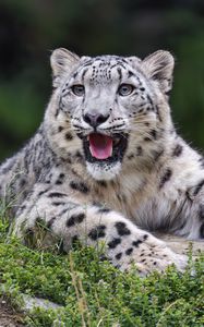 Preview wallpaper irbis, predator, big cat, wild, blur