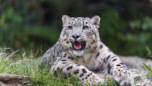 Preview wallpaper irbis, predator, big cat, wild, blur