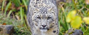 Preview wallpaper irbis, predator, big cat, animal
