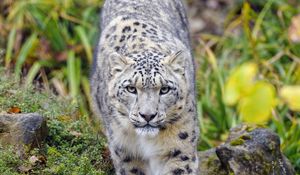 Preview wallpaper irbis, predator, big cat, animal