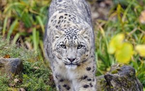 Preview wallpaper irbis, predator, big cat, animal