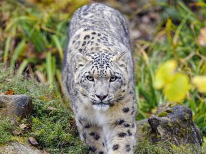 Preview wallpaper irbis, predator, big cat, animal