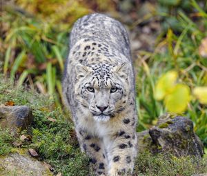 Preview wallpaper irbis, predator, big cat, animal