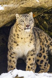 Preview wallpaper irbis, predator, big cat, animal, stone