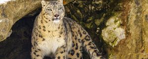 Preview wallpaper irbis, predator, big cat, animal, stone