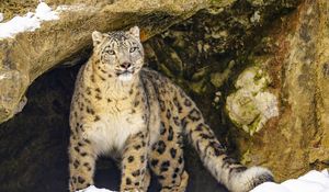 Preview wallpaper irbis, predator, big cat, animal, stone