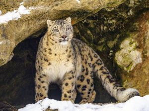 Preview wallpaper irbis, predator, big cat, animal, stone