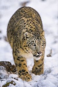 Preview wallpaper irbis, predator, big cat, animal, snow