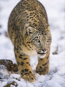 Preview wallpaper irbis, predator, big cat, animal, snow
