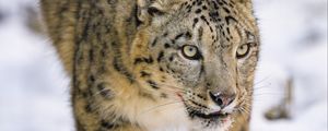 Preview wallpaper irbis, predator, big cat, animal, snow