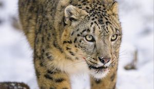 Preview wallpaper irbis, predator, big cat, animal, snow