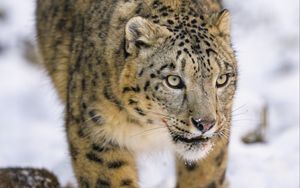Preview wallpaper irbis, predator, big cat, animal, snow