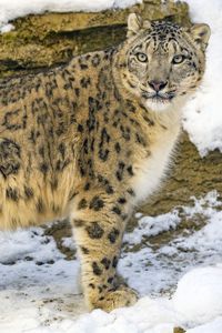 Preview wallpaper irbis, predator, big cat, snow, animal