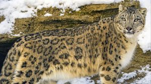 Preview wallpaper irbis, predator, big cat, snow, animal