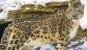Preview wallpaper irbis, predator, big cat, snow, animal