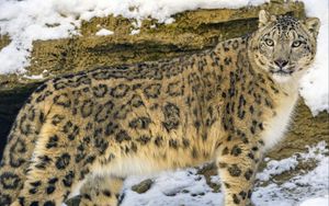 Preview wallpaper irbis, predator, big cat, snow, animal