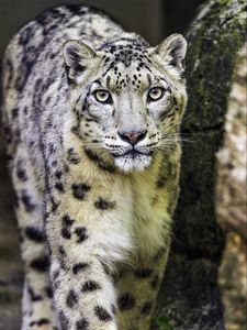 Preview wallpaper irbis, predator, big cat, animal, paw