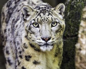 Preview wallpaper irbis, predator, big cat, animal, paw