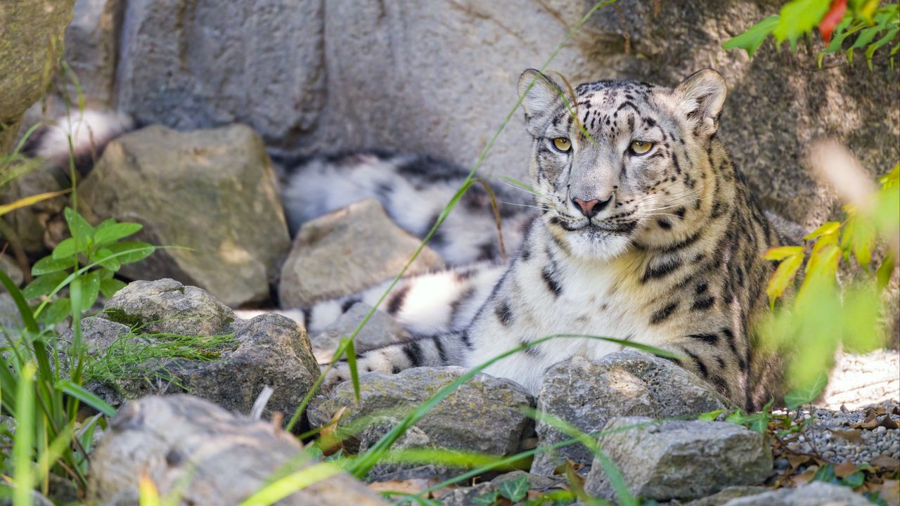 Wallpaper irbis, predator, big cat, wildlife
