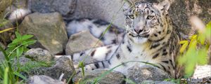 Preview wallpaper irbis, predator, big cat, wildlife