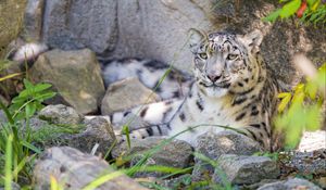 Preview wallpaper irbis, predator, big cat, wildlife