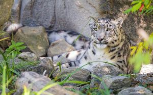 Preview wallpaper irbis, predator, big cat, wildlife