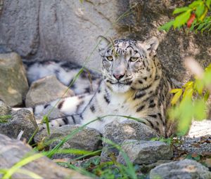 Preview wallpaper irbis, predator, big cat, wildlife