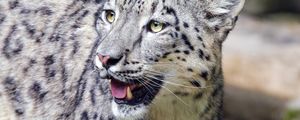 Preview wallpaper irbis, predator, big cat, animal, wildlife