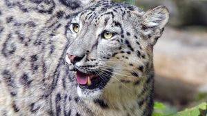 Preview wallpaper irbis, predator, big cat, animal, wildlife