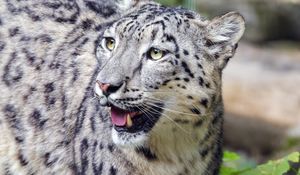 Preview wallpaper irbis, predator, big cat, animal, wildlife