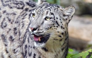 Preview wallpaper irbis, predator, big cat, animal, wildlife