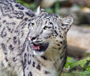 Preview wallpaper irbis, predator, big cat, animal, wildlife