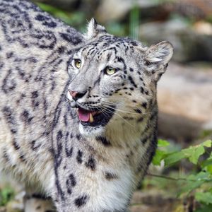 Preview wallpaper irbis, predator, big cat, animal, wildlife