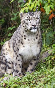 Preview wallpaper irbis, predator, big cat, wildlife, leaves, grass