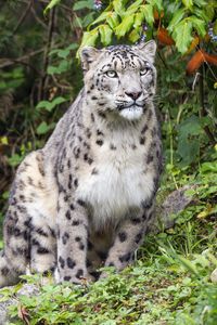 Preview wallpaper irbis, predator, big cat, wildlife, leaves, grass