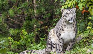 Preview wallpaper irbis, predator, big cat, wildlife, leaves, grass